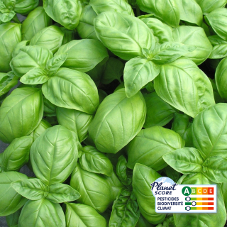 Basilic Vert plante vivante (pièce) - Ferme urbaine aquaponique à Bordeaux