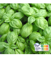 Basilic Vert plante vivante (pièce)