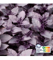 Basilic Pourpre plante vivante (pièce)