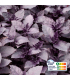 Basilic Pourpre (botte 100g)