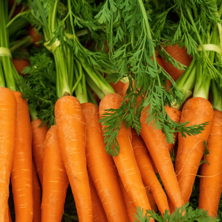 Carottes nouvelles fanes (botte de 600g) - Ferme urbaine aquaponique à Bordeaux