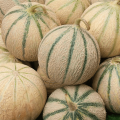 Melon (pièce)