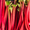 Rhubarbe (botte 500g)