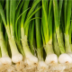 Oignons blanc (botte)