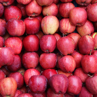 Pommes rouges (1kg) - PROMO 3kg pour 6€ - Ferme urbaine aquaponique à Bordeaux