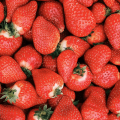 Fraises Cléry (unité 500g)