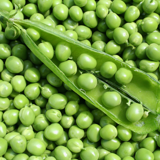 Petits pois (300g) - Ferme urbaine aquaponique à Bordeaux