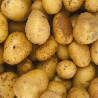Pommes de terre (1kg) - Ferme urbaine aquaponique à Bordeaux
