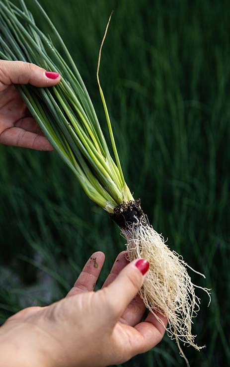 PLANTES VIVANTES