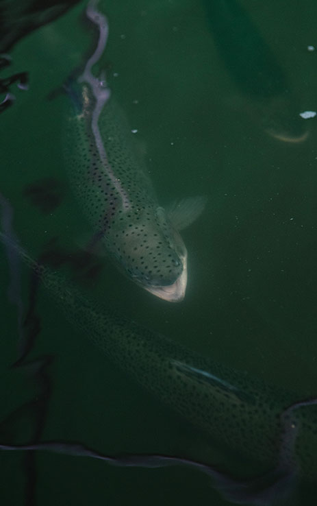 POISSON